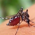 ডেঙ্গু আক্রান্ত আরও ৫৫০ জন হাসপাতালে ভর্তি ডেঙ্গু
