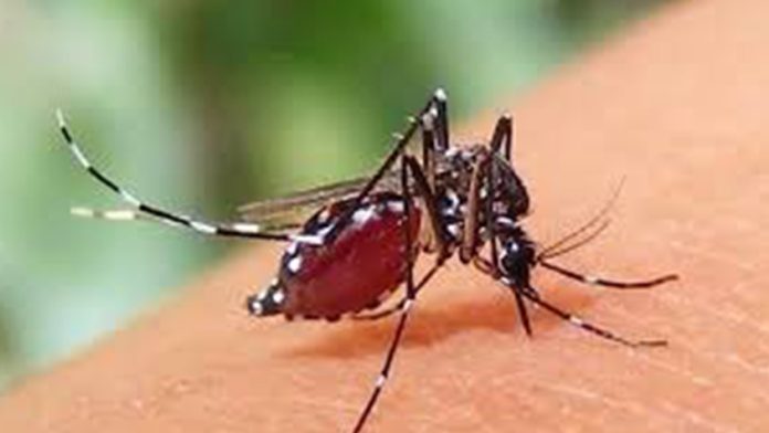 ডেঙ্গু
