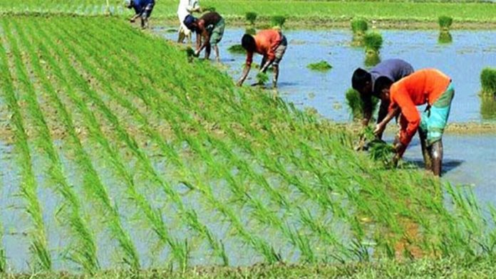 বৃষ্টির পানি জমে আবাদ উপযোগী হওয়ায় জমিতে ব্যস্ত সময় পার করছেন ব্রাহ্মণপাড়ার চাষিরা।