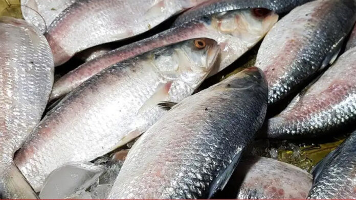 রূপালি ইলিশ