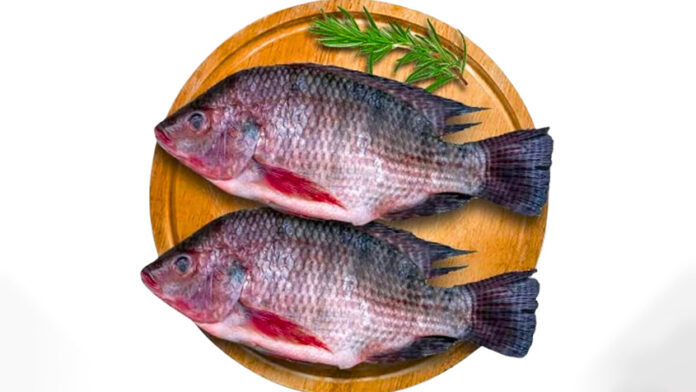 তেলাপিয়া মাছ