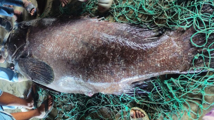 বিশাল আকৃতির ভোল মাছ