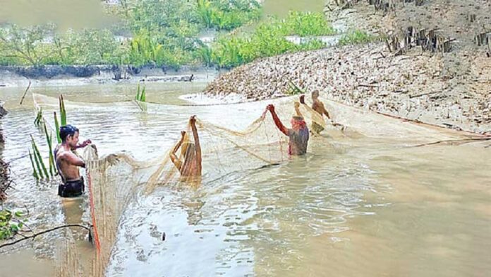 সুন্দরবনের পারশে পোনা নিধন