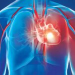 হার্ট ভালো রাখতে হলে,এই ৪টি খাবার এড়িয়ে চলতে হবে হার্ট বা হৃৎপিণ্ড