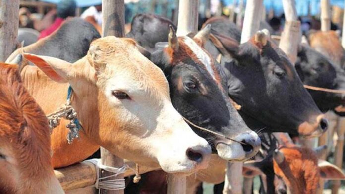রাজধানীর ২৭ স্থানে বসছে কোরবানির পশুর হাট