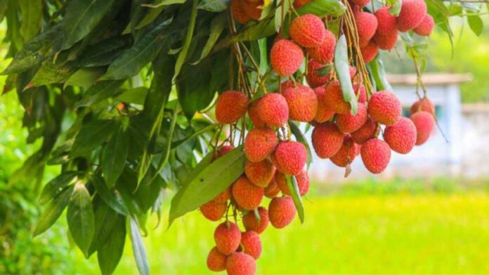 পাকা ও ভালো লিচু চিনবেন যেভাবে