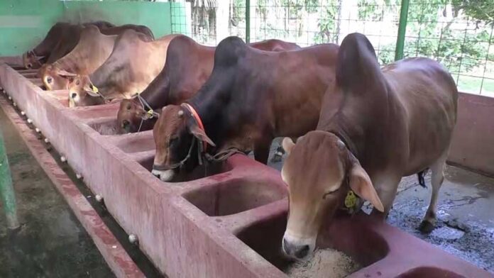 ভৈরবে ২৮ হাজার কোরবানির পশু প্রস্তুত