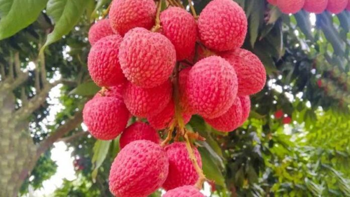 রাজশাহীর লিচু