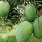 আসল পাকা আম চেনার সহজ উপায় রাসায়নিক দিয়ে পাকানো আম চেনার সহজ উপায়