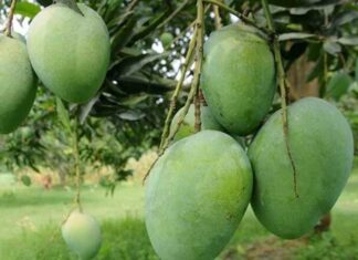 আসল পাকা আম চেনার সহজ উপায় রাসায়নিক দিয়ে পাকানো আম চেনার সহজ উপায়