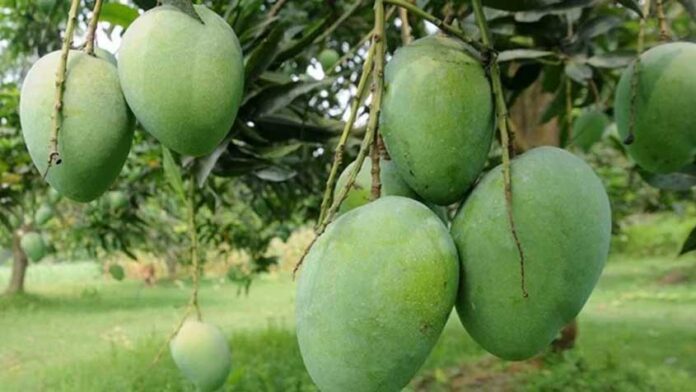 রাসায়নিক দিয়ে পাকানো আম চেনার সহজ উপায় 