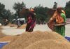 ধানের ভরা মৌসুমেও বাড়ল চালের দাম ভরা মৌসুমেও বাড়ল চালের দাম