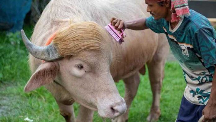 নারায়ণগঞ্জের মহিষ ‘ডোনাল্ড ট্রাম্প
