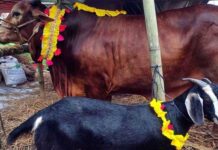 কোরবানি ও আকিকা একই পশু দিয়ে দেওয়া যাবে কিনা ?