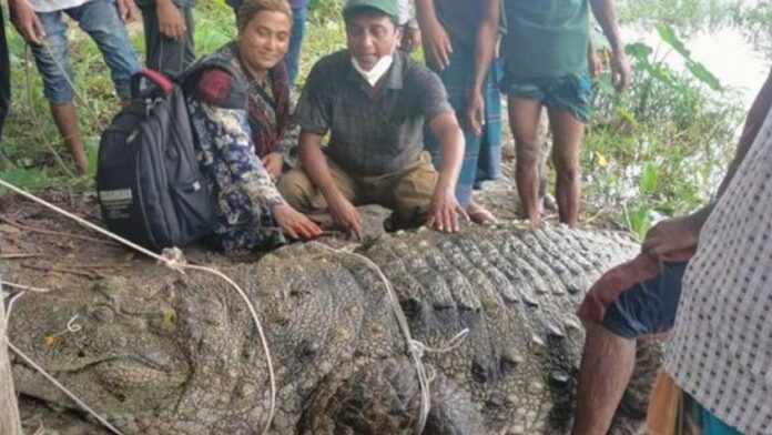 সরিয়ে নেয়া হচ্ছে খানজাহান আলী মাজারের দীঘির কুমিরটি
