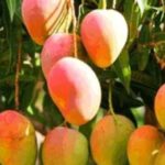 ডায়াবেটিস রোগীদের পাকা আম খেলে কি হয় পাকা আম