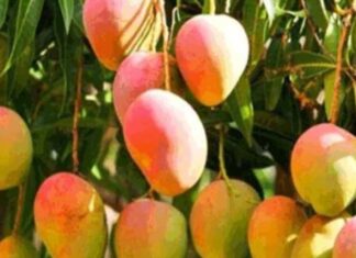 ডায়াবেটিস রোগীদের পাকা আম খেলে কি হয় পাকা আম