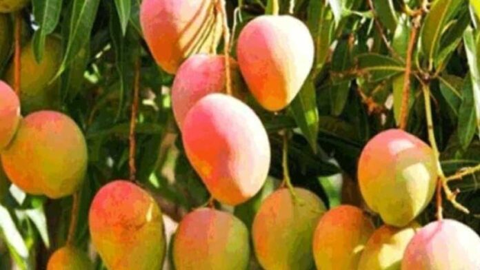 পাকা আম