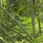 বাঁশের উপকারিতা জানলে আপনি অবাক হবেন বাঁশের এত উপকারিতা জানলে অবাক হবেন
