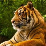 মারা যাওয়া ও পাচারের ঘটনা কমেছে, বাড়ছে উপস্থিতি
