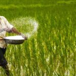দুই দেশ থেকে ৯০৩ কোটি টাকার সার কেনার সিদ্ধান্ত