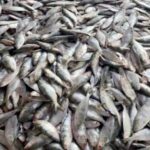 এক ট্রলারে ধরা ৮০ মণ ইলিশ, ২০ লাখ টাকায় বিক্রি