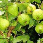 পেয়ারা কতটা পুষ্টিকর এবং কী কী উপকারিতা পাওয়া যায় পেয়ারা কতটা পুষ্টিকর