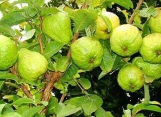 পেয়ারা কতটা পুষ্টিকর এবং কী কী উপকারিতা পাওয়া যায় পেয়ারা কতটা পুষ্টিকর