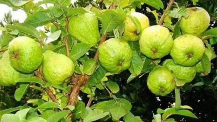 পেয়ারা কতটা পুষ্টিকর