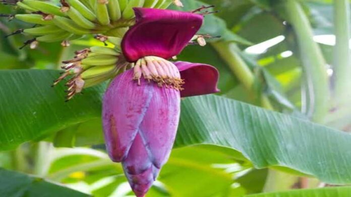 কলার মোচা